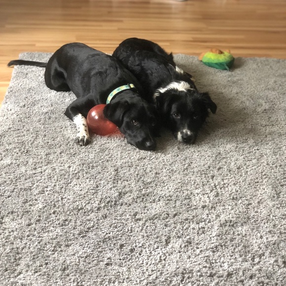 Meet your Posher, Haley - Picture 4 of 4